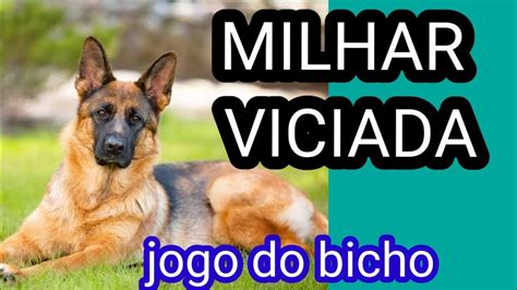 milhar viciadas